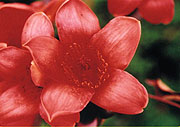 Kapok flower