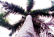 Coconut tree